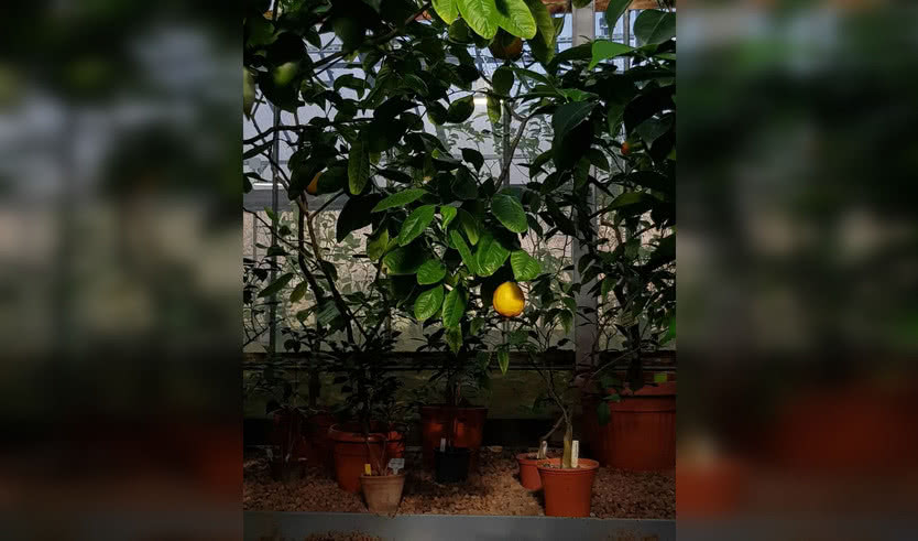 Ботанический сад Петра Великого (экскурсия для групп) — Интерьерные