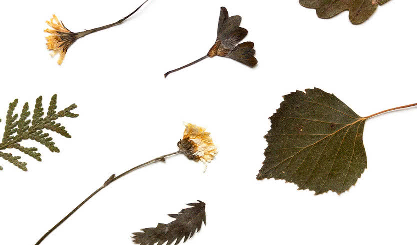 Гербарий – Экскурсии в музеи и общественные учреждения от 570 рублей