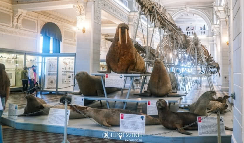 Нескучный Петербург — Туры в Санкт-Петербург для школьников от 8500 руб.