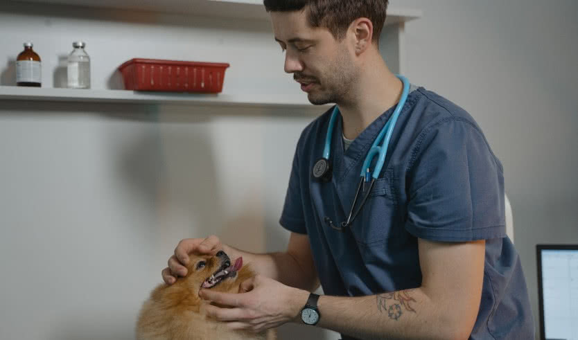 «Юный ветеринар» (интерактивная экскурсия) –  Экскурсии для школьников в Санкт-Петербурге под заказ от 1550 рублей Автор фото: Tima Miroshnichenko