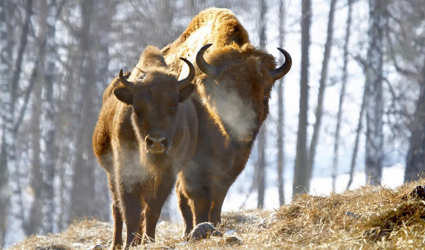 Беловежская пуща – туры и круизы из Петербурга от 47500 рублей