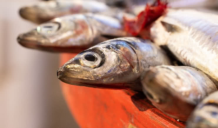 Обложка статьи Где поесть корюшку в Санкт-Петербурге