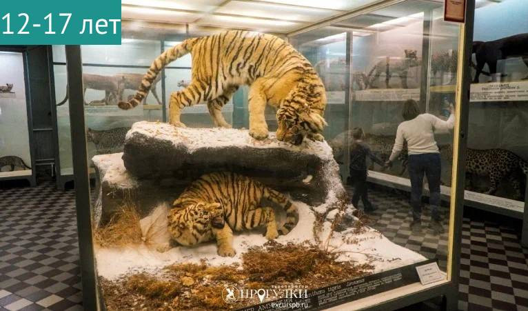 Детская экскурсия «Природные зоны нашей страны» (Зоологический музей) — Сборные экскурсии для школьников в Санкт-Петербурге