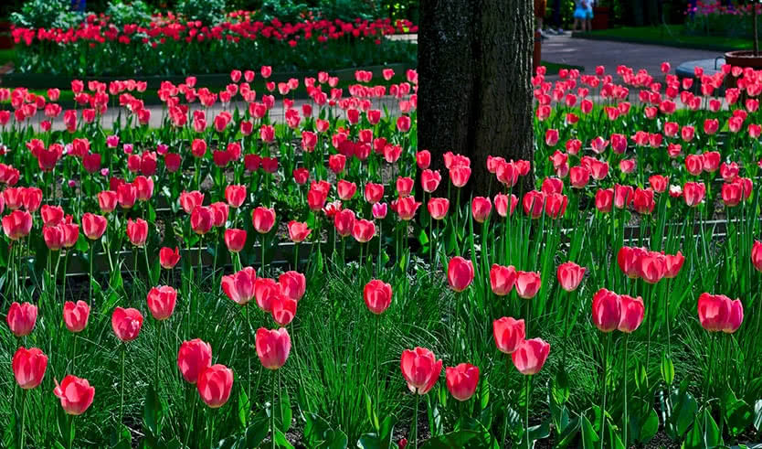 Весенний Санкт-Петербург  — Туры в СПб от 9270 рублей