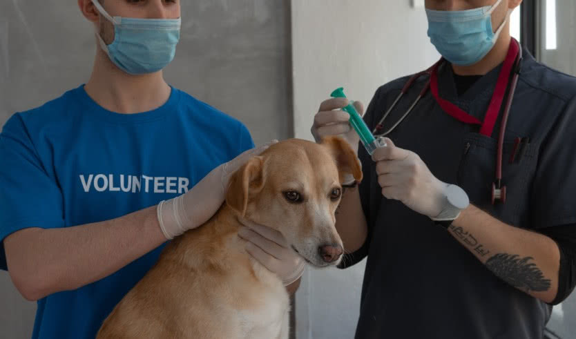 «Юный ветеринар» (интерактивная экскурсия) –  Экскурсии для школьников в Санкт-Петербурге под заказ от 1550 рублей Автор фото: Mikhail Nilov