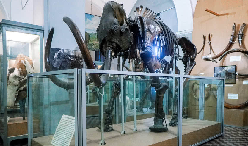 Экспозиция Зоологического музея – экскурсии и программы для детей от 1400 рублей