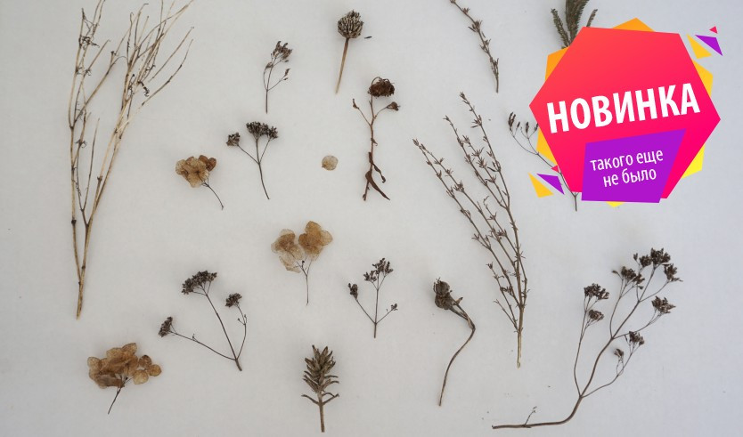 Гербарий СПбГУ – экскурсии в музеи и общественные учреждения от 600 рублей