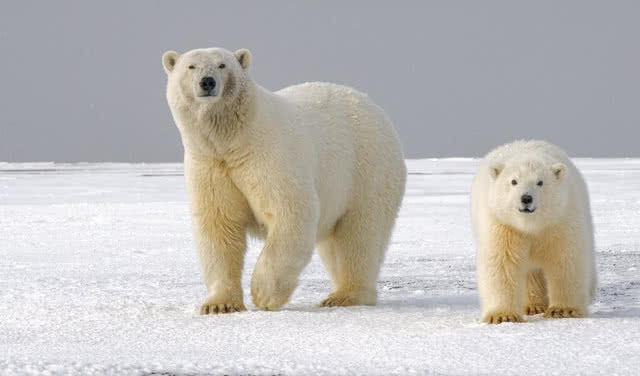 Обложка статьи Музей Арктики и Антарктики