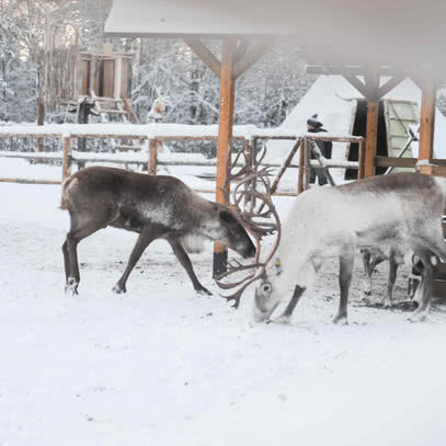 Туры в Карелию 2026 год от 5 000 р. - туроператор 