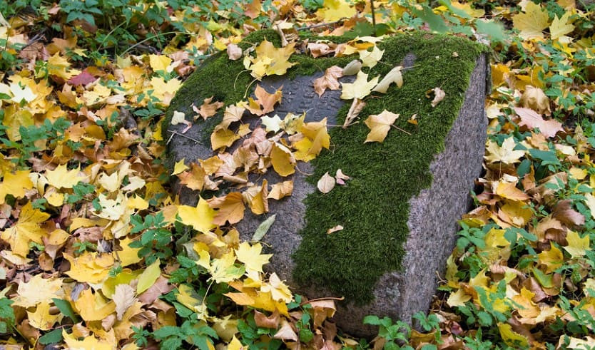 Волковское лютеранское кладбище – пешеходные экскурсии от 600 рублей