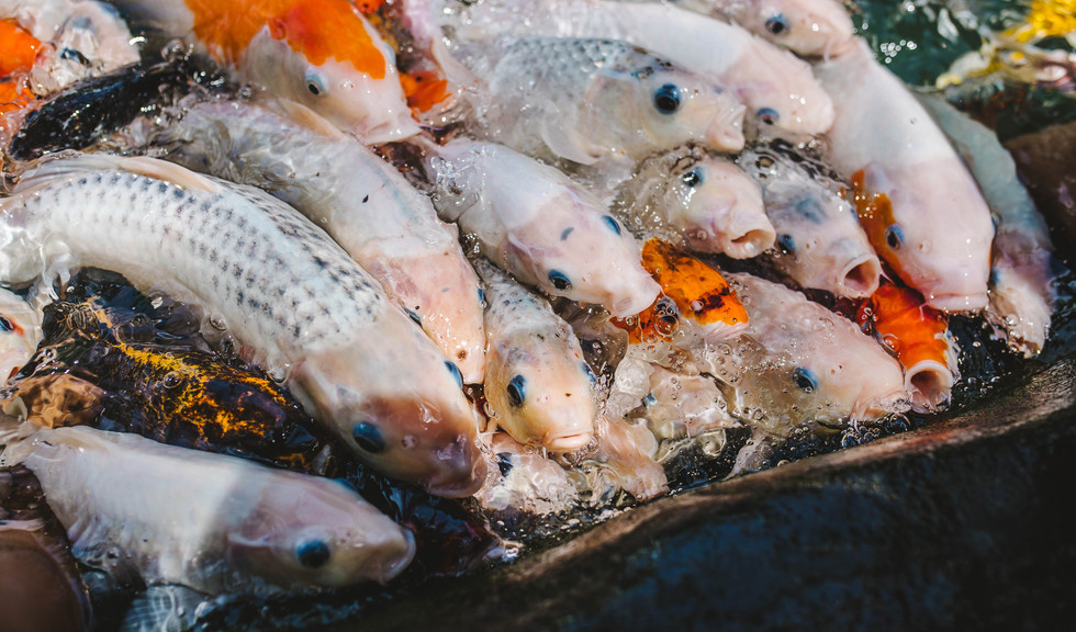 Экскурсия в форелевое хозяйство с ужином — тур в Карелию от 2750 рублей 