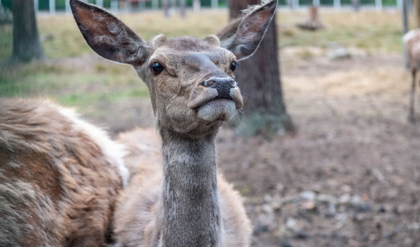 Беловежская пуща – туры и круизы из Петербурга от 47500 рублей