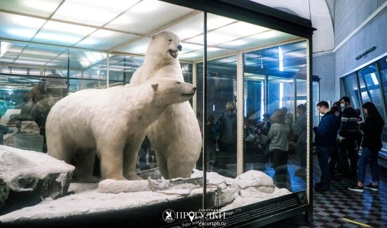 Зоологический музей – детские экскурсии 