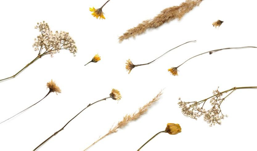 Гербарий – экскурсии в музеи и общественные учреждения от 600 рублей