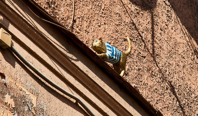 Митьковская кошка Тиша Матроскина  – пешеходные экскурсии от 1000 рублей