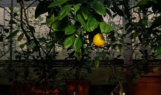 Ботанический сад – Сборные экскурсии для школьников в Санкт-Петербурге