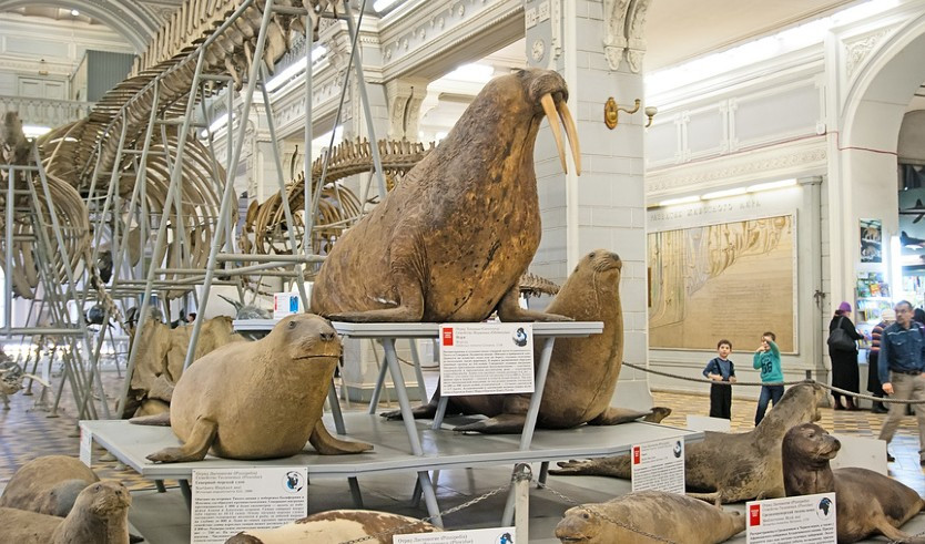 Зоологический музей – сборные туры в Санкт-Петербург от 19140 рублей
