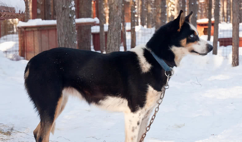 Веселые январские каникулы в Карелии — туры в Карелию от 19950 руб.
