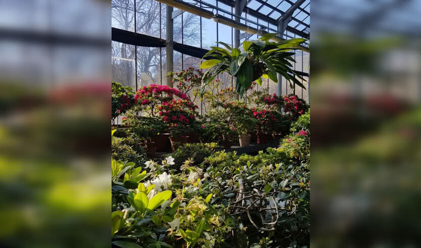 Ботанический сад Петра Великого (экскурсия для групп) — Интерьерные