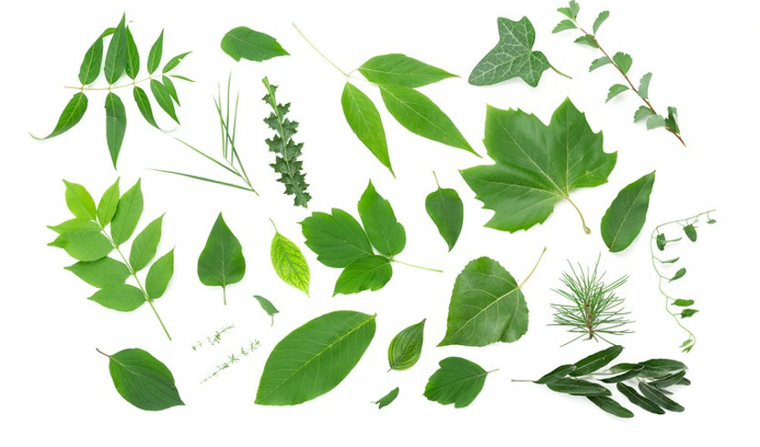 Листья – экскурсии в музеи и общественные учреждения от 600 рублей