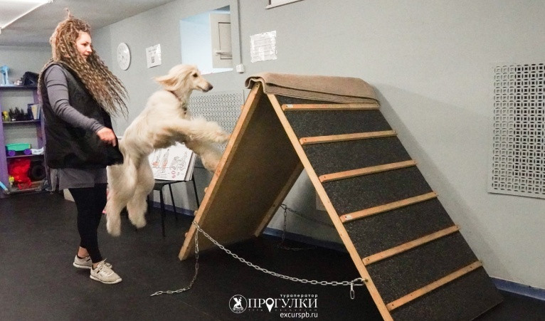 Кто такой кинолог – Детские экскурсии от 1200 рублей