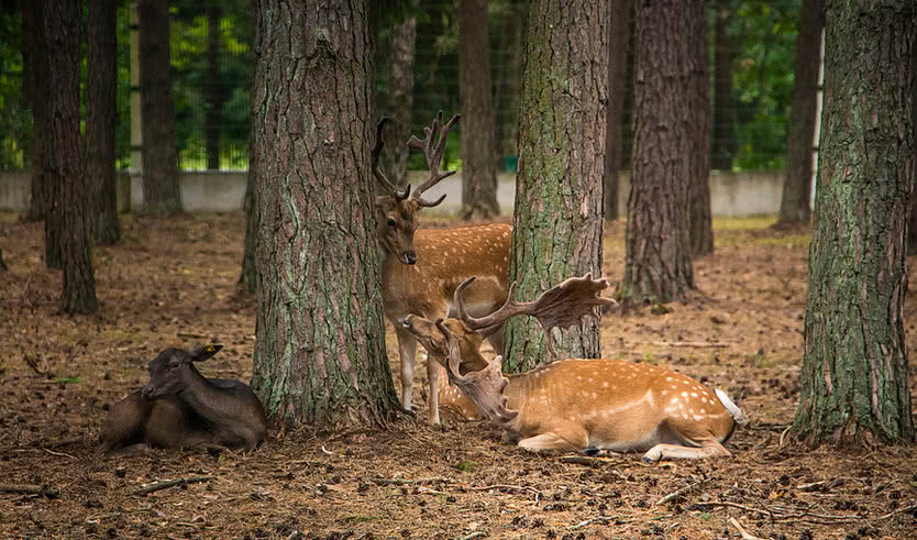 Беларусь, 3 дня: Минск, Хатынь, Мир, Брест – туры для школьников от 8850 рублей