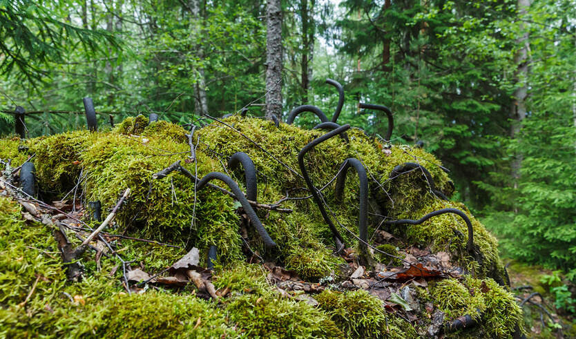 Линия Маннергейма (сектор Суурниеми) — Автобусные загородные