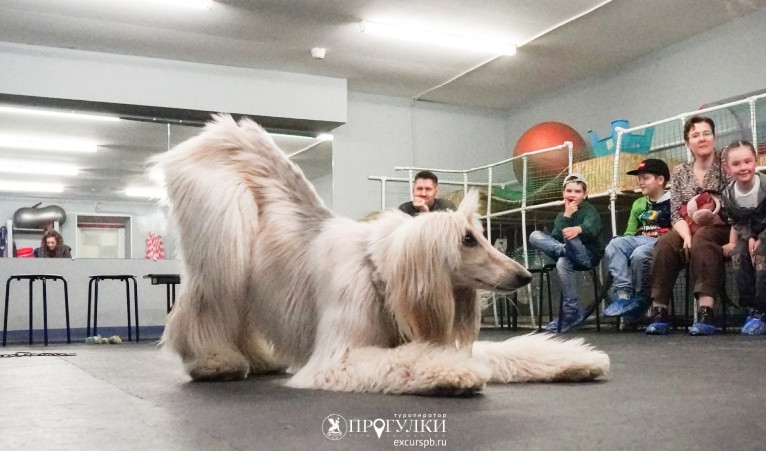 Кто такой кинолог – Детские экскурсии от 1200 рублей