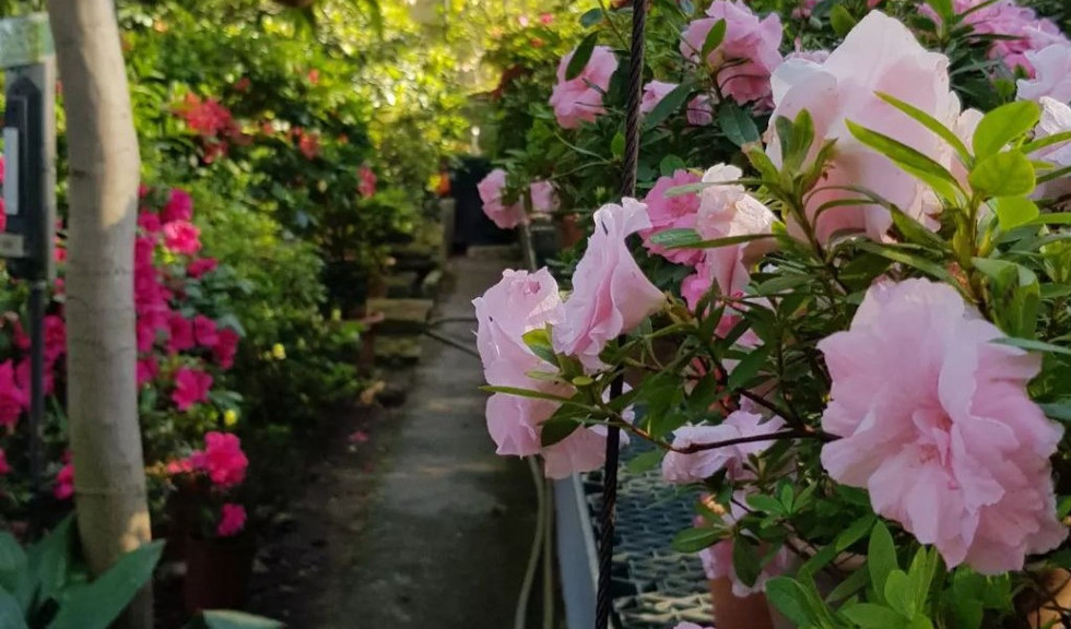 Ботанический сад – Сборные экскурсии для школьников в Санкт-Петербурге