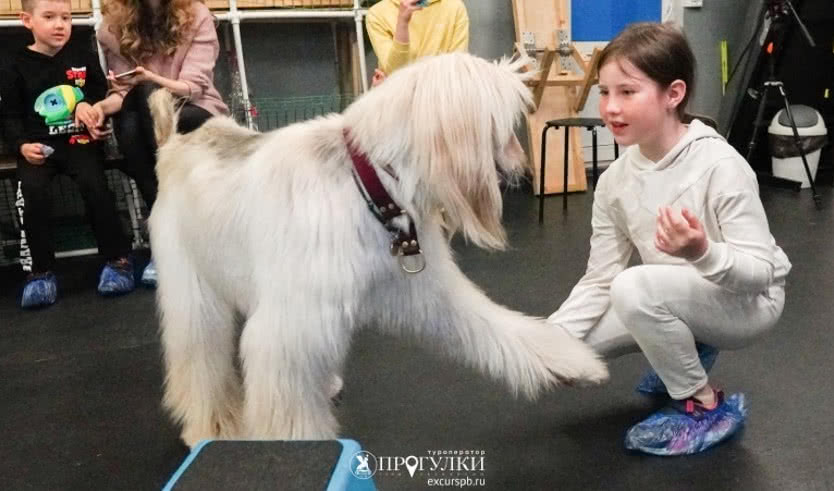 Кинологический центр – Экскурсии для школьников в Санкт-Петербурге под заказ от 820 рублей