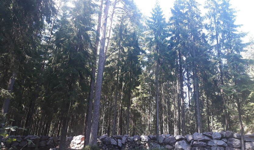 Парк Монрепо и Коронный парк — Автобусные загородные