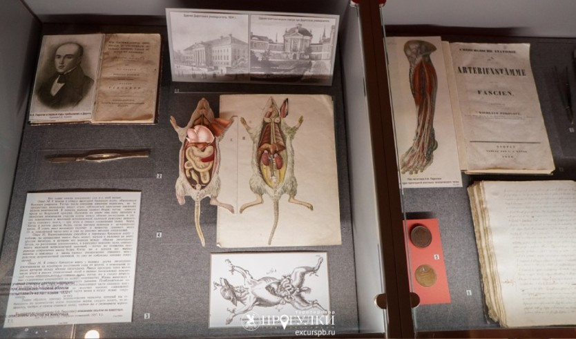 Интерактивное занятие «Вокруг человека за 80 минут» (Военно-медицинский музей)  – Сборные экскурсии, мастер-классы, квесты для школьников в Санкт-Петербурге от 900 рублей