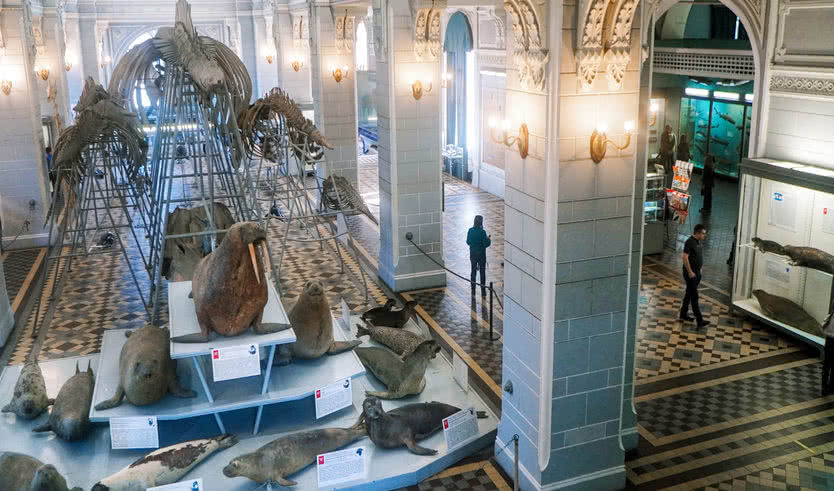 Экспозиция Зоологического музея – экскурсии и программы для детей от 1400 рублей