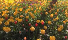 Погода в Санкт-Петербурге весной 2022 