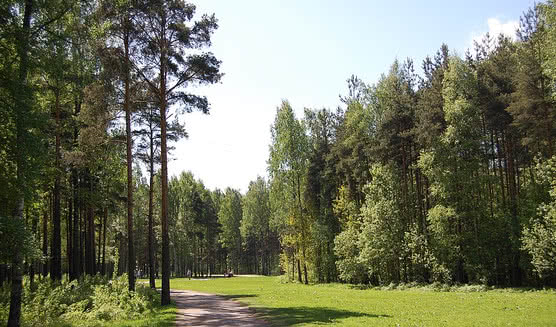 Парк «Сосновка» – пешеходные экскурсии от 1100 рублей