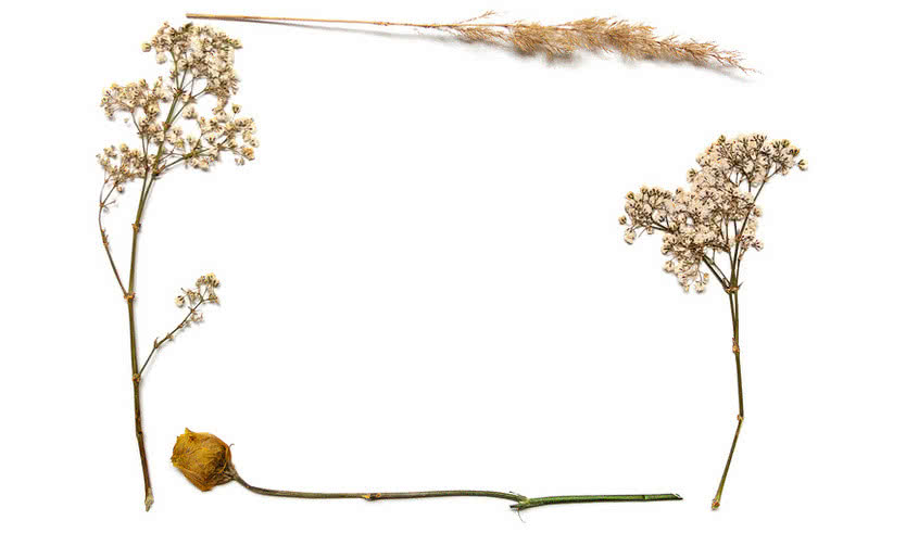 Гербарий – Экскурсии в музеи и общественные учреждения от 570 рублей