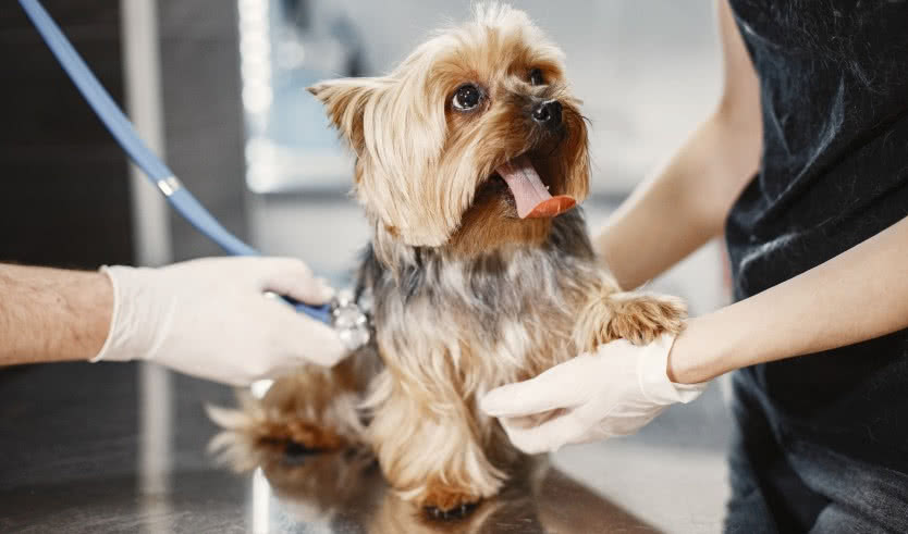 «Юный ветеринар» (интерактивная экскурсия) –  Экскурсии для школьников в Санкт-Петербурге под заказ от 1550 рублей Автор фото: Gustavo Fring