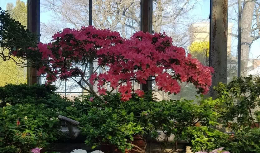 Ботанический сад Петра Великого (для школьных групп) — экскурсии и программы для детей от 360 рублей