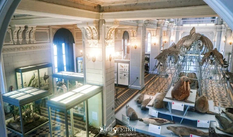 Зоологический музей – детские экскурсии 