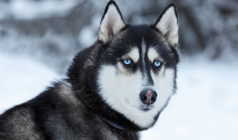 Новогодние хиты Карелии из Москвы – туры в Карелию