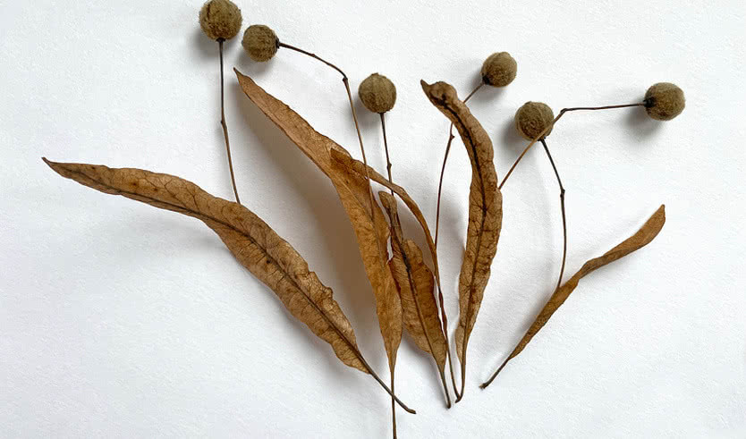 Гербарий СПбГУ (для групп) – Экскурсии в музеи и общественные учреждения от 570 рублей