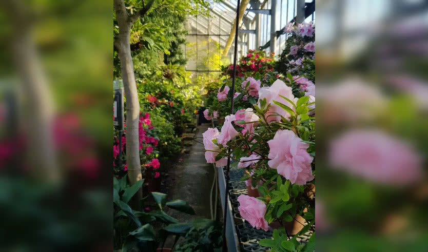 Ботанический сад Петра Великого (экскурсия для групп) — Интерьерные