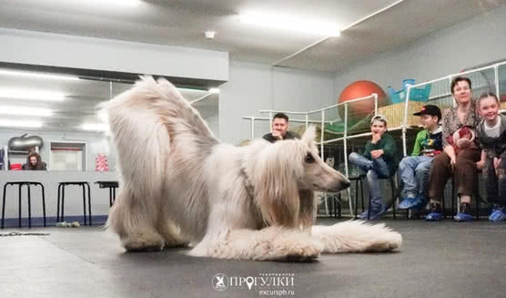 Интерактивная экскурсия «Кто такой кинолог?» в кинологическом центре – Экскурсии для школьников в Санкт-Петербурге под заказ от 820 рублей