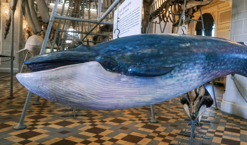 Экспозиция Зоологического музея – экскурсии и программы для детей от 1400 рублей