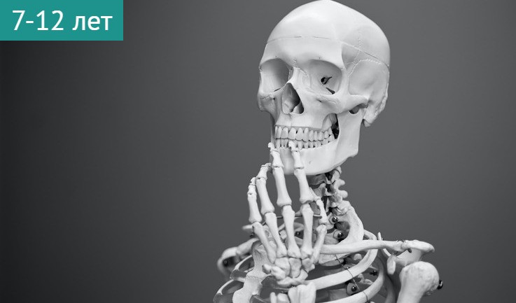 Веселые приключения скелета (интерактив в Военно-медицинском музее) – сборные экскурсии для школьников в Санкт-Петербурге от 1050 рублей