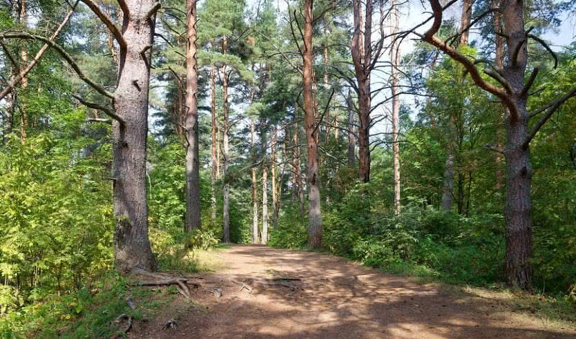 Велосипедная экскурсия по парку «Сосновка» – корпоративные мероприятия от 1600 рублей