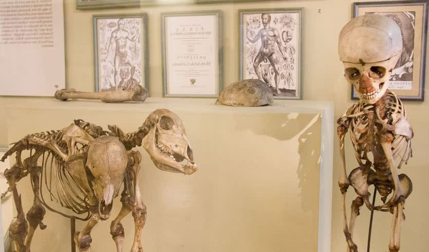 Обложка статьи Кунсткамера