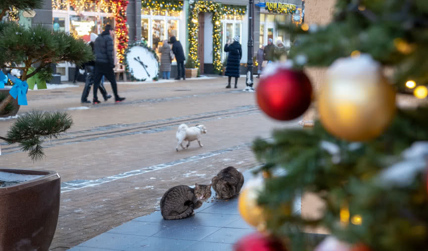 Янтарная мозаика (ноябрь-март) – сборные туры в Калининград от 10400 рублей