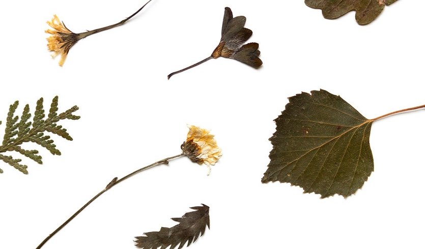 Гербарий – Экскурсии в музеи и общественные учреждения от 570 рублей