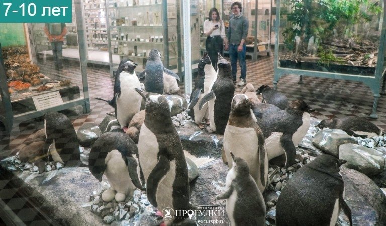 Ползающие рыбы, бегающие птицы, летающие звери (Зоологический музей) – детские экскурсии от 450